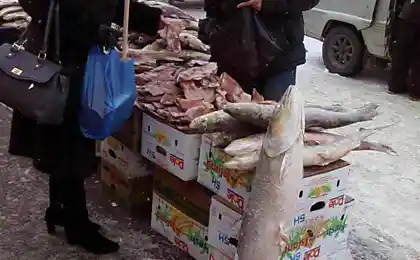 Торговля рыбой при  -20