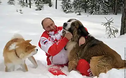 Путинський сокирий (фото)