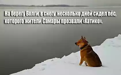 Хатико