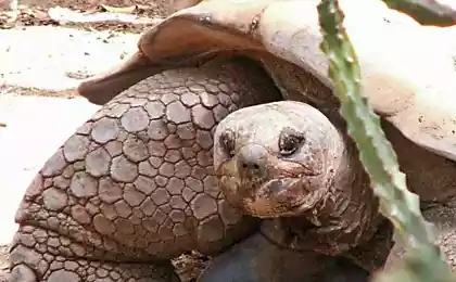 Всемирный день черепахи (World Turtle Day)