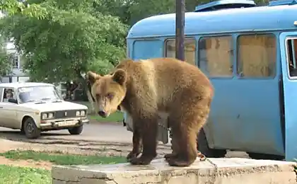 Россия и медведи