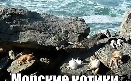 Перед заплывом