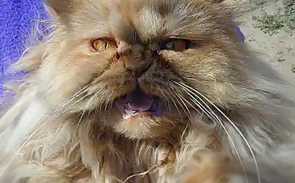 Самые страшные коты