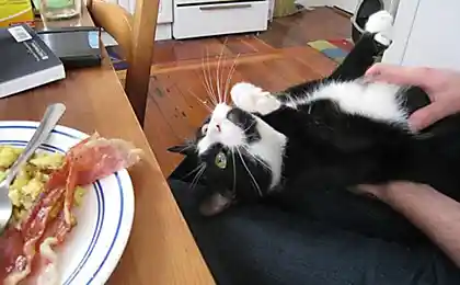 Котейки и бекон