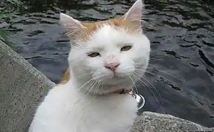 Кот-соня