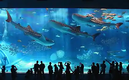 Okinawa Churaumi Aquarium, Япония. Это второй по величине аквариум в мире