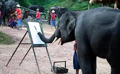 Amazing elephants