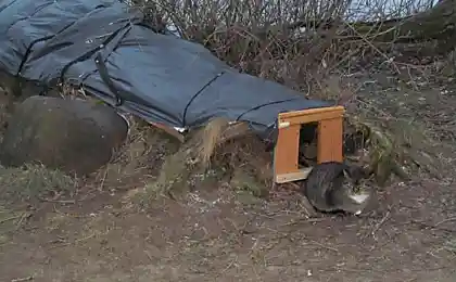 Кошкин дом.