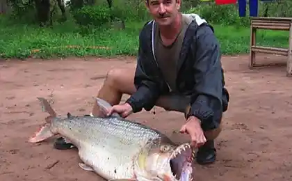 Goliath Tiger Риба є найбільш небезпечна Freshwater Fish