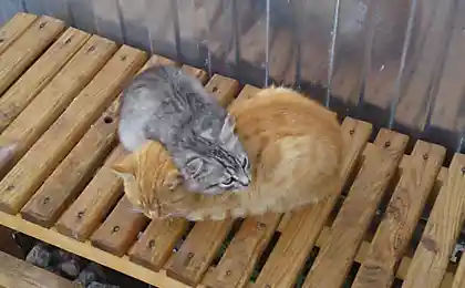 Сердечные коты