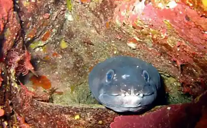 Морские ужастики