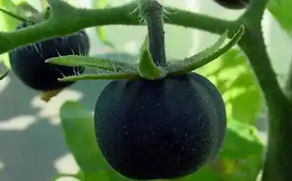 «Black Galaxy» — это сорт томатов чёрного цвета