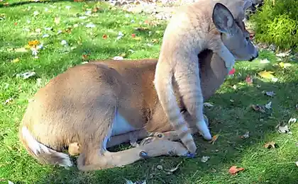 Кошка подружилась с олененком.