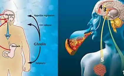 Гормон голода грелин: как мысли могут управлять желудком!