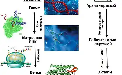 Інтраклітинна автоматизація з ДНК та білків