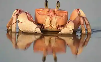 КРАБЫ!!!смешные..))