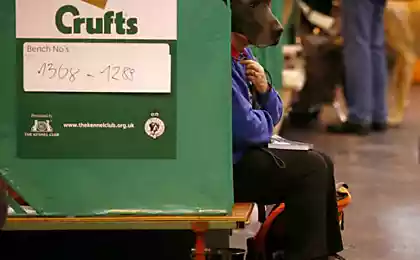 Самые яркие фотографии выставки «Crufts Dog Show» в Англии