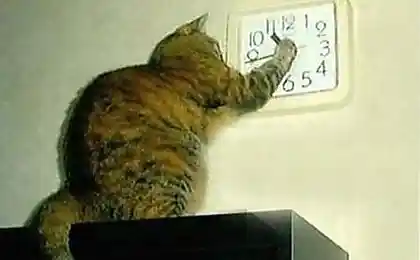 Жрать не дал- на работу опоздал ...)))
