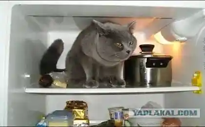 Ночное точиво