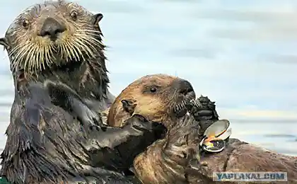 Водный мир (30 фоток)