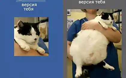 ВКонтакте Vs Реальность (Котоверсия)