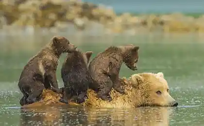 Водное такси