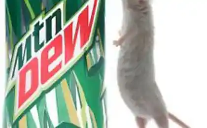 За даними Pepsi Co., її напій може розчинити мишу до желеподібного стану.
