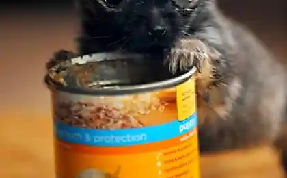 Тварь я дрожащая?!?!..