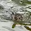 Кто сказал что коты не любят воду (16 фотографий)