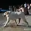 Самая странная собака, которую я видел.