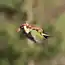 Comedy Wildlife Photography Awards 2015: лучшие снимки самого забавного фотоконкурса в мире