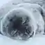 Милые спящие животные