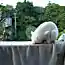 Котэ научит вас правильно спать!