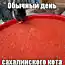 Обычный день сахалинского кота