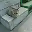 Сын полка, или история одного котёнка