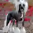 Дорогие домашние животные