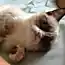 Недовольный кот Тард (6 фото + видео)