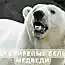 Нападение медведя на человека! (4 фото)