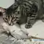 Как мой дед кота учил крыс ловить