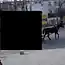 Где-то в Болгарии меняют место жительства (3 фото)
