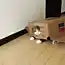 Способы воспитания кота