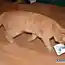 Кот принес домой зарплату (7 фото)