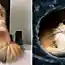 Познакомьтесь со Смузи, самым фотогеничным котиком в мире!
