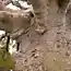 Баобаб! Самое большое дерево
