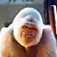 Если бы 