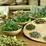 Вместо таблеток: эффективные жаропонижающие лекарственные растения