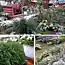 Какие кусты и растения посадить у входа в частный дом