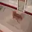 Котенок первый раз видит себя в зеркале