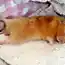 Фотографии спящих животных