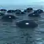 Marine Solar Cells – плавающие солнечные батареи от Phil Pauley